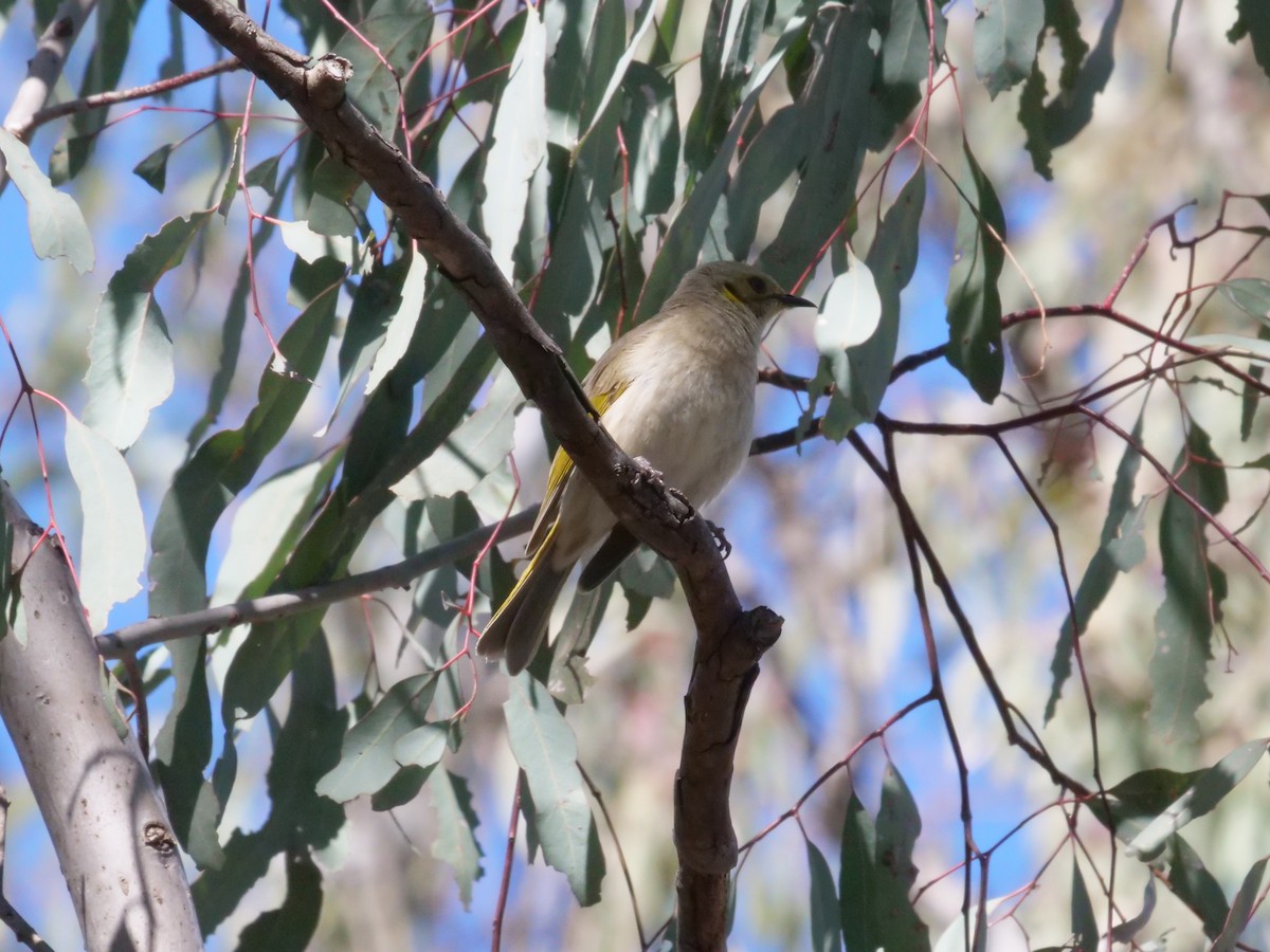 Fuscous Honeyeater - ML641982338