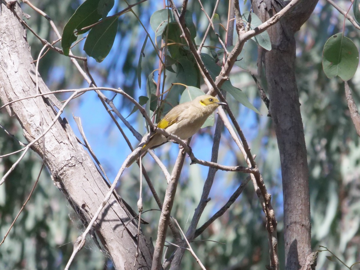 Fuscous Honeyeater - ML641982340