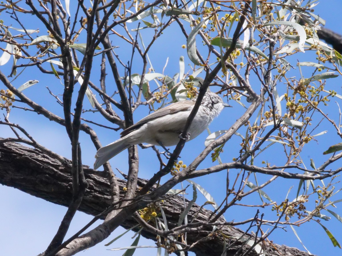 Striped Honeyeater - ML641982351