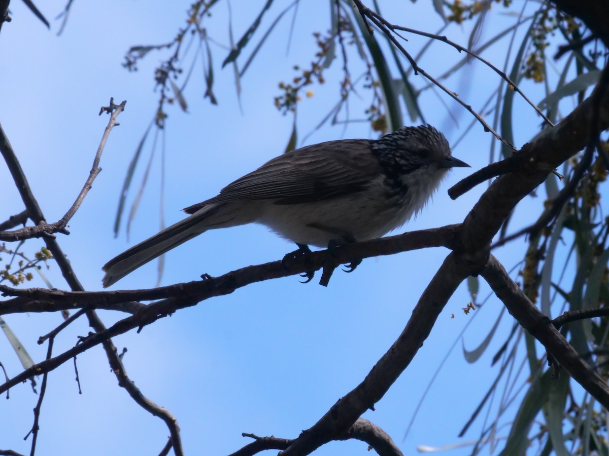 Striped Honeyeater - ML641982352