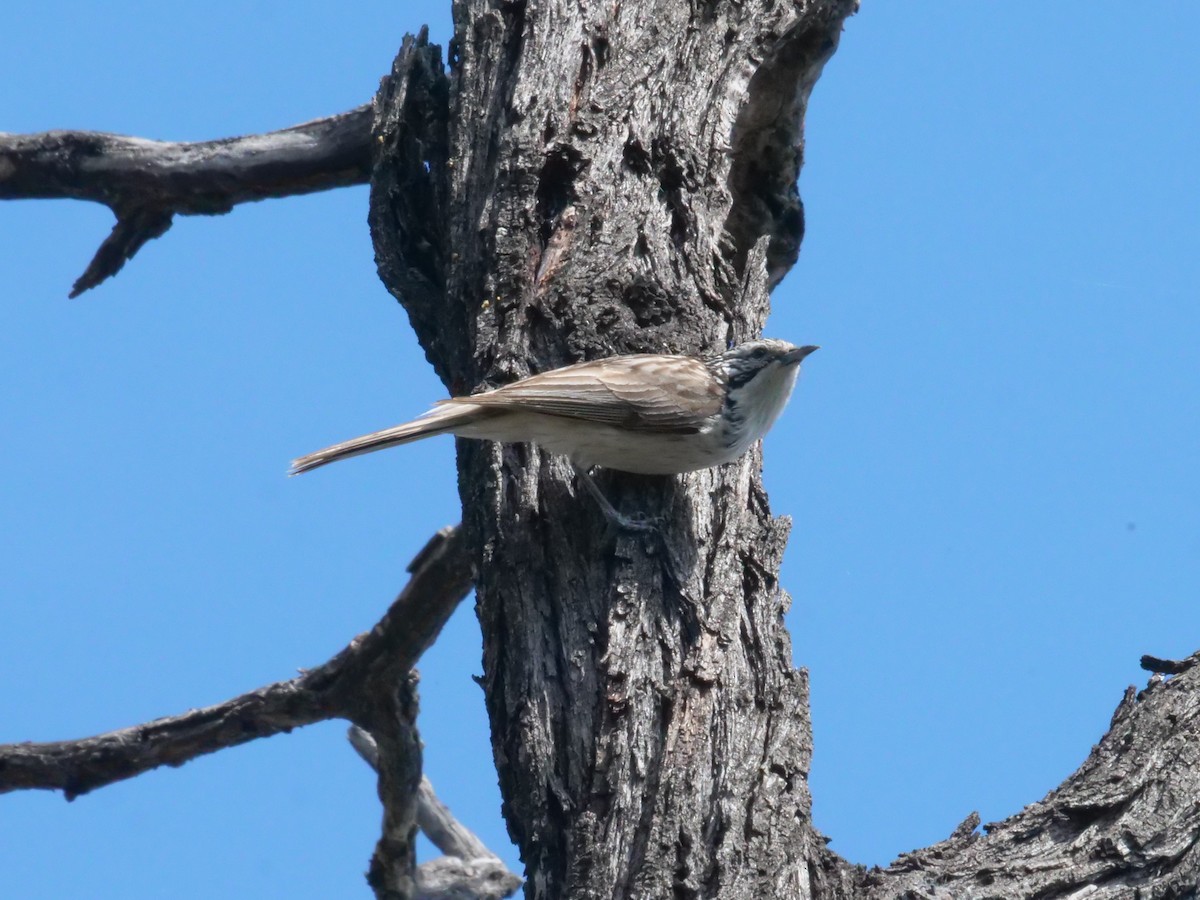 Striped Honeyeater - ML641982353