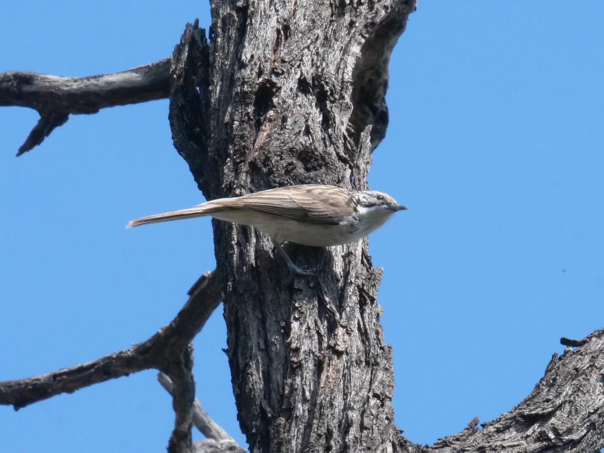 Striped Honeyeater - ML641982354