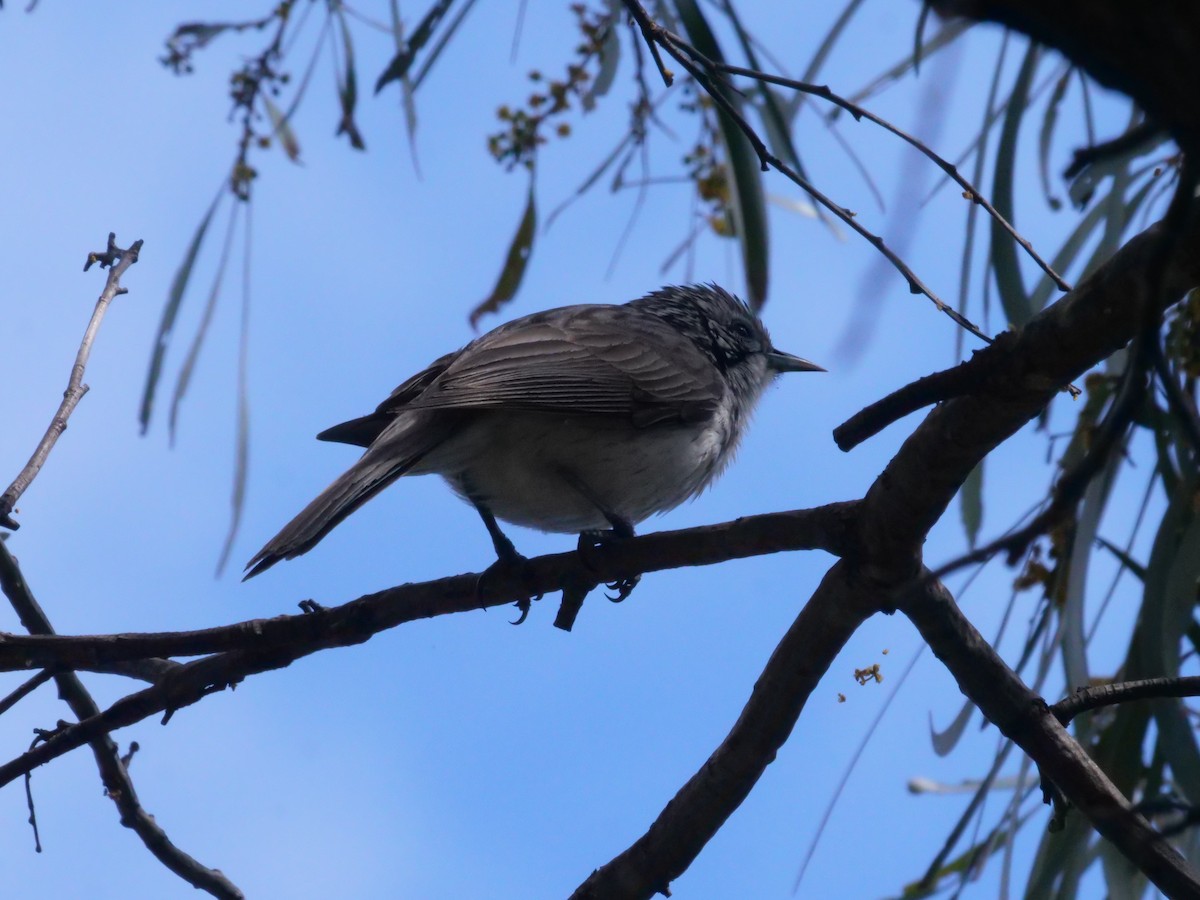 Striped Honeyeater - ML641982355