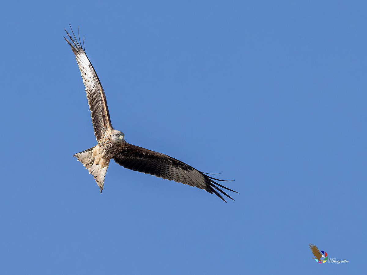 Red Kite - ML641982375
