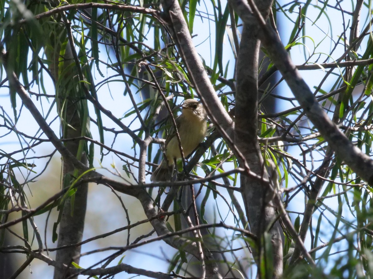 Yellow Thornbill - ML641982411