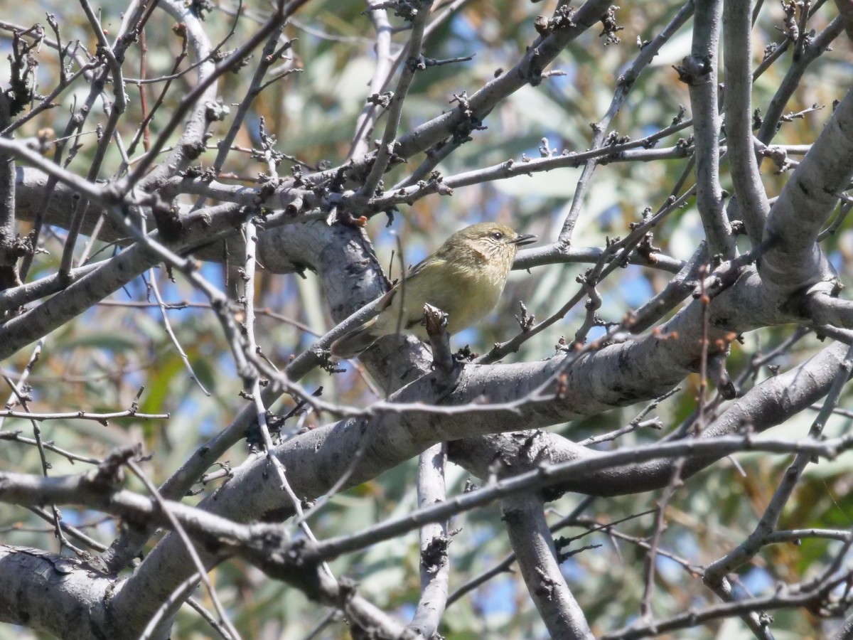 Yellow Thornbill - ML641982412