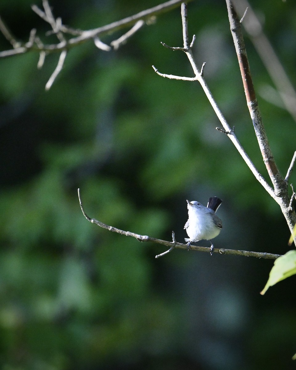 Blue-gray Gnatcatcher - ML641982414