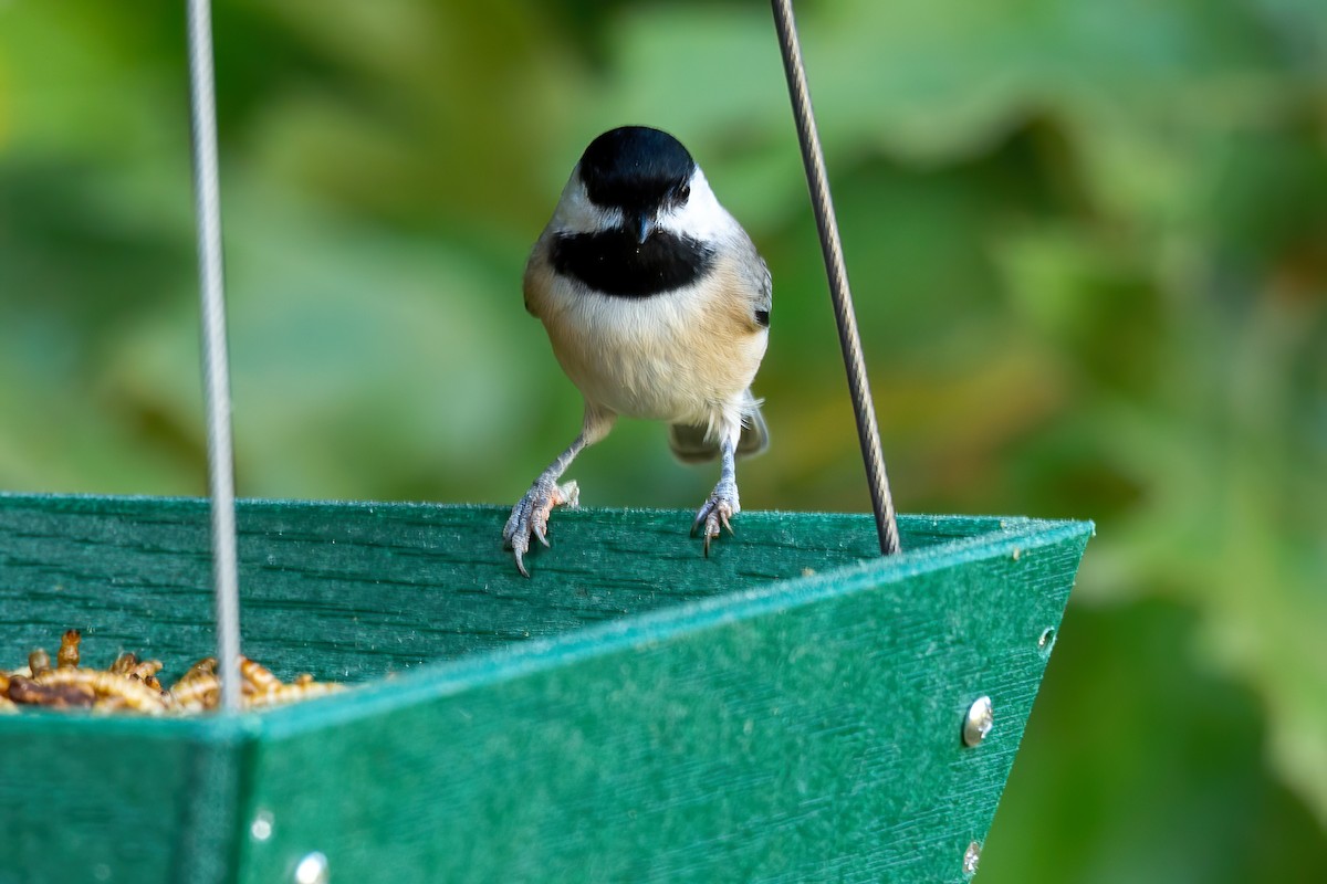 Carolina Chickadee - ML641982417