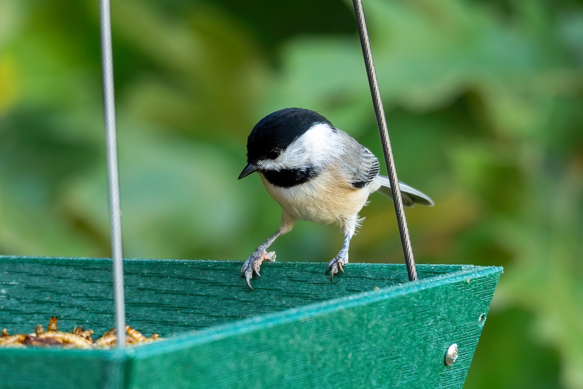 Carolina Chickadee - ML641982418