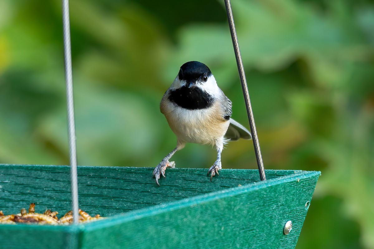 Carolina Chickadee - ML641982419