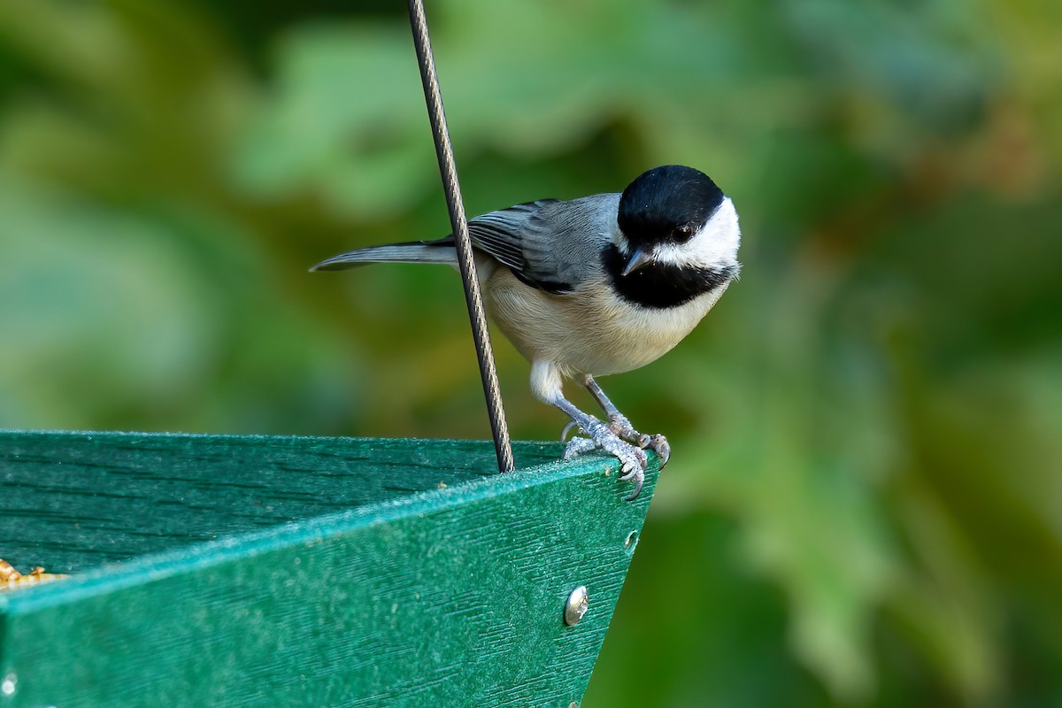 Carolina Chickadee - ML641982420