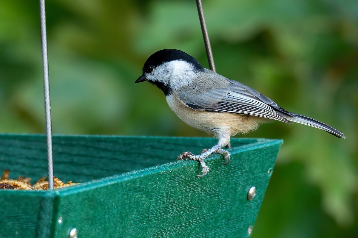 Carolina Chickadee - ML641982421