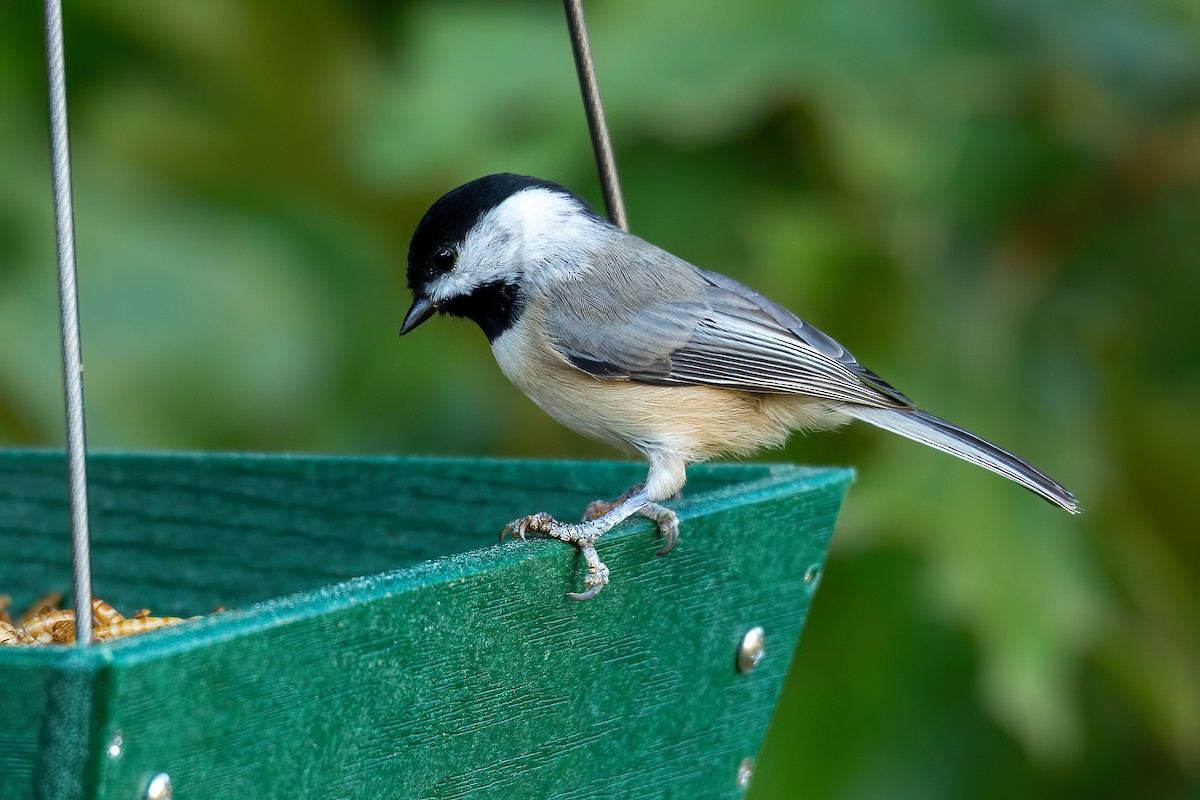 Carolina Chickadee - ML641982422
