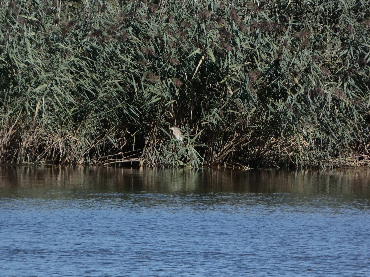 Squacco Heron - ML641982459