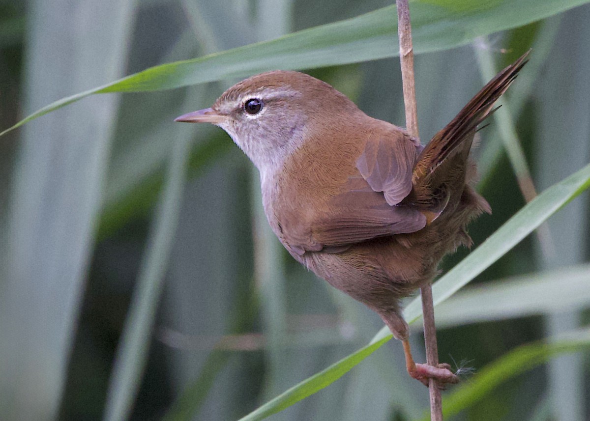 Cetti's Warbler - ML641982462