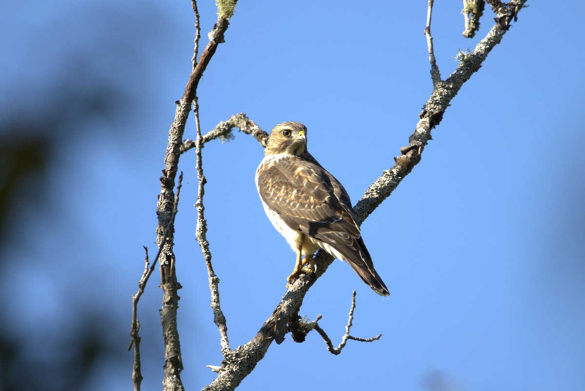 Broad-winged Hawk - ML641982463