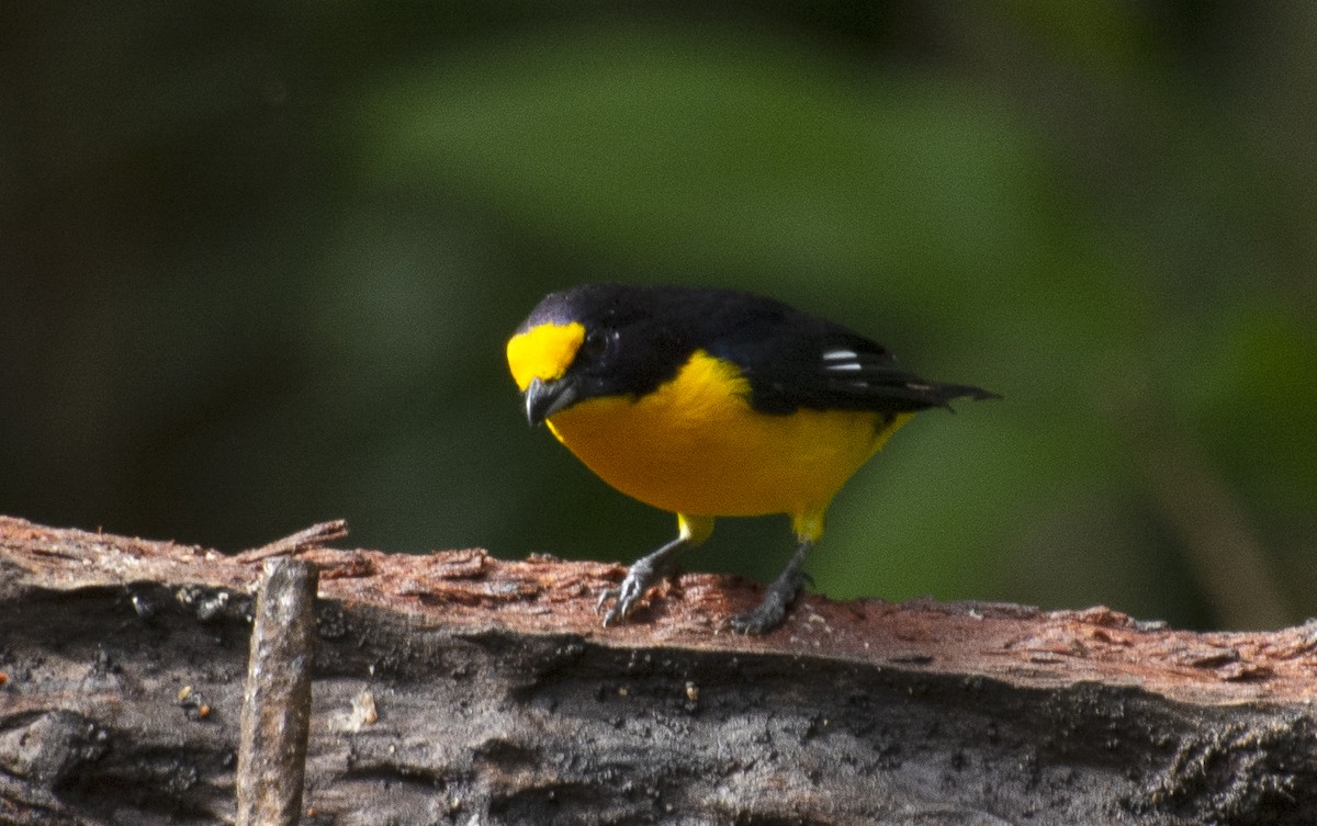 Violaceous Euphonia - ML641982464
