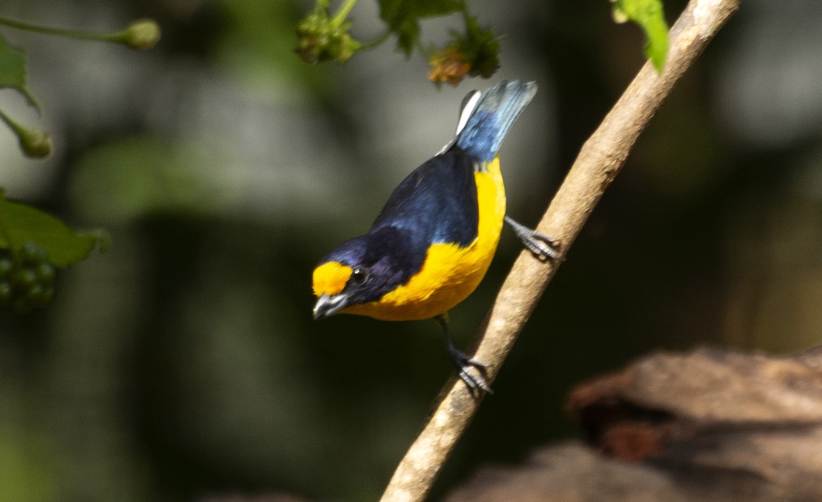Violaceous Euphonia - ML641982465