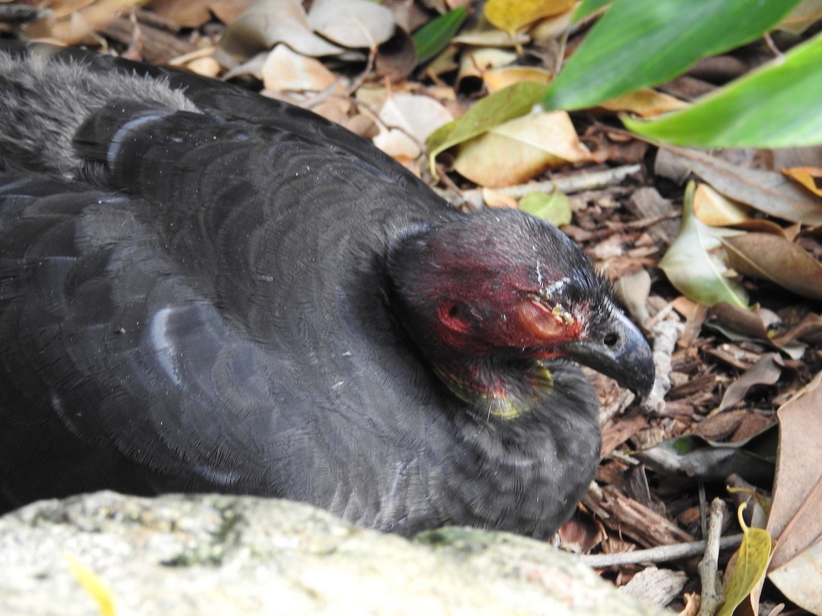 Australian Brushturkey - ML641982480