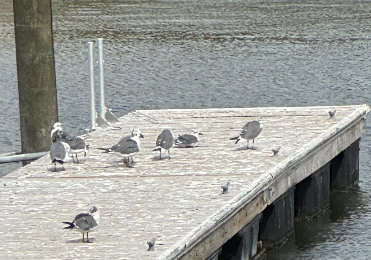 Laughing Gull - ML641982481