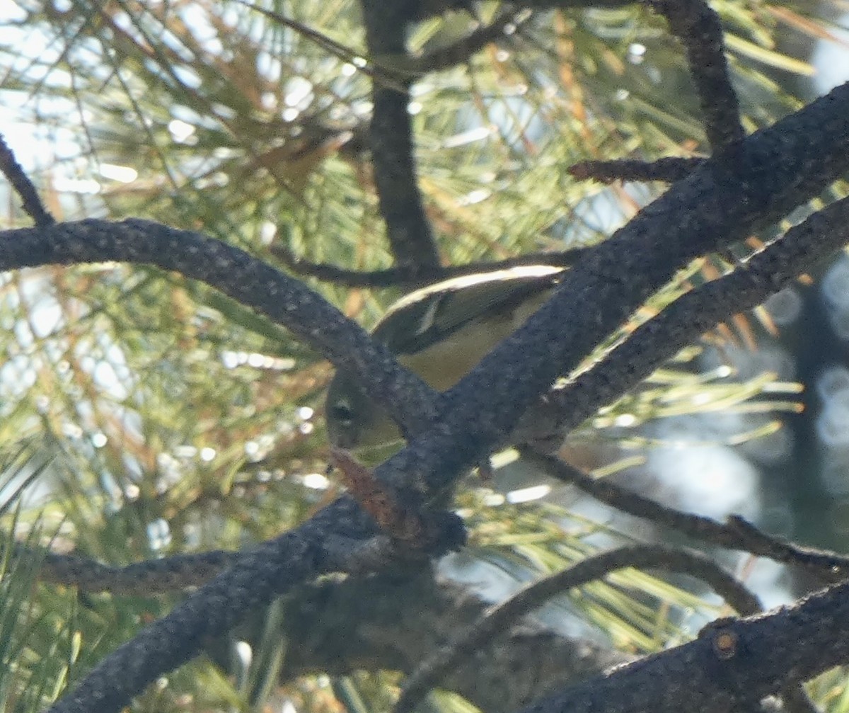 Ruby-crowned Kinglet - ML641982483