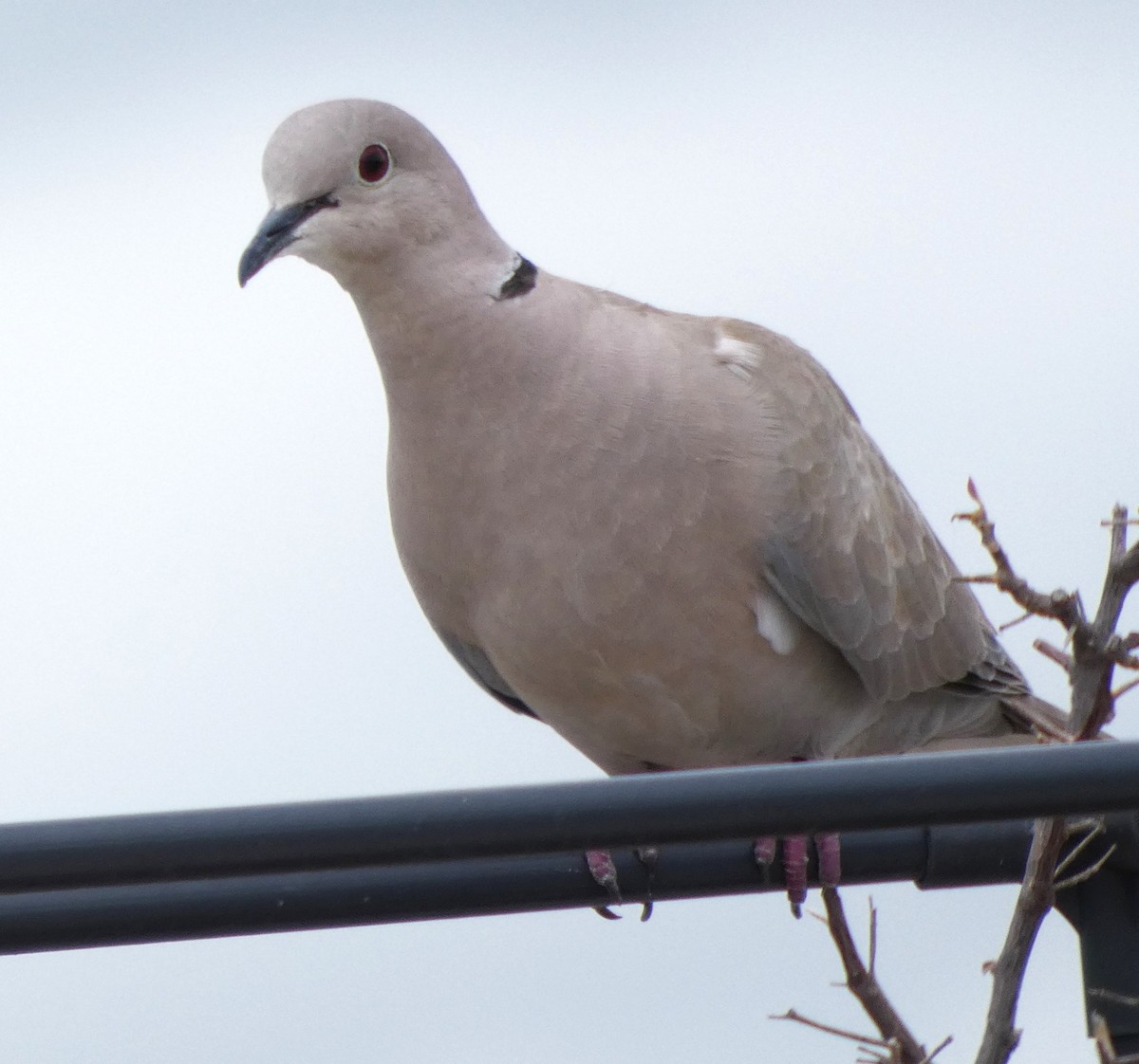 Eurasian Collared-Dove - ML641982494