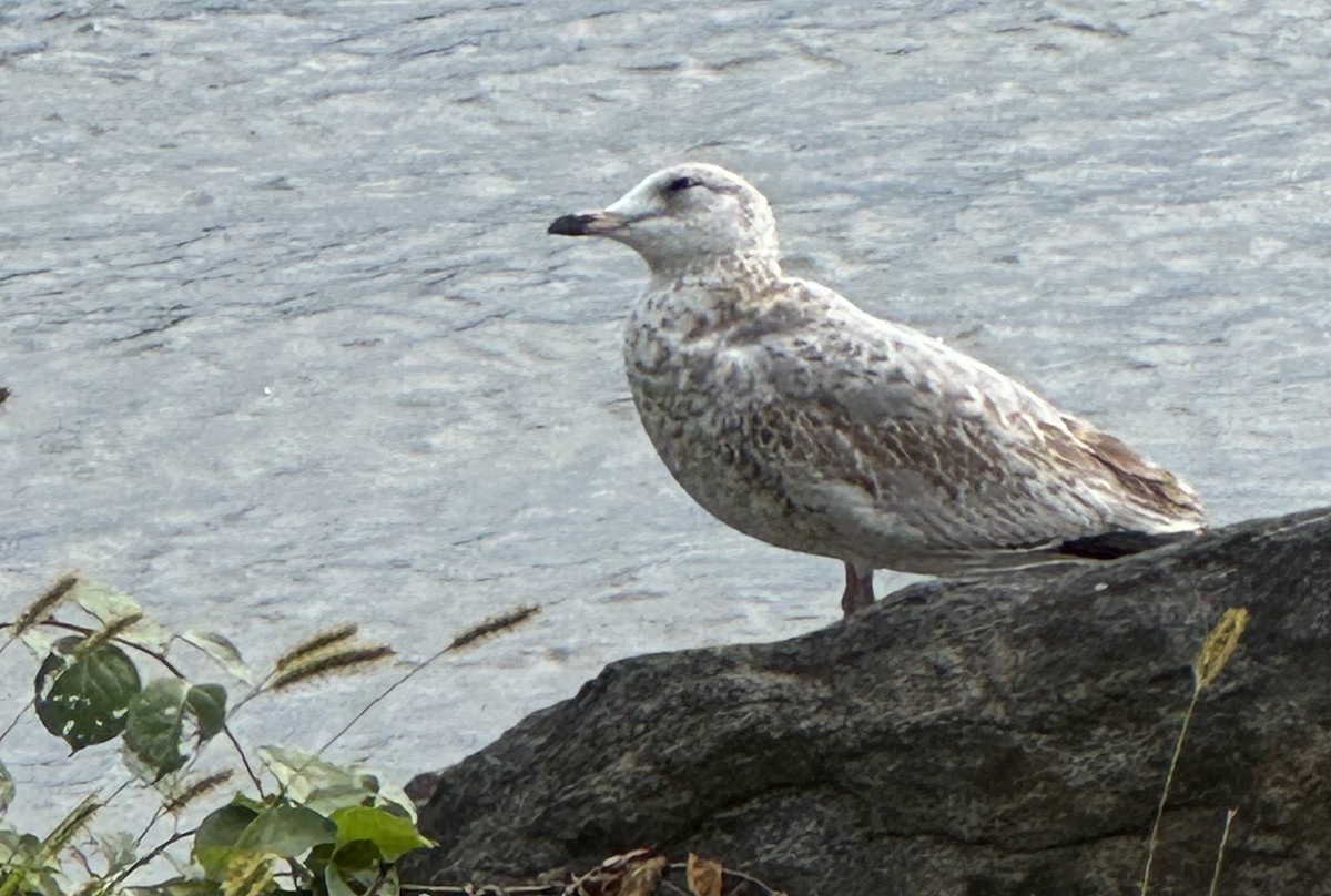 Ring-billed Gull - ML641982495