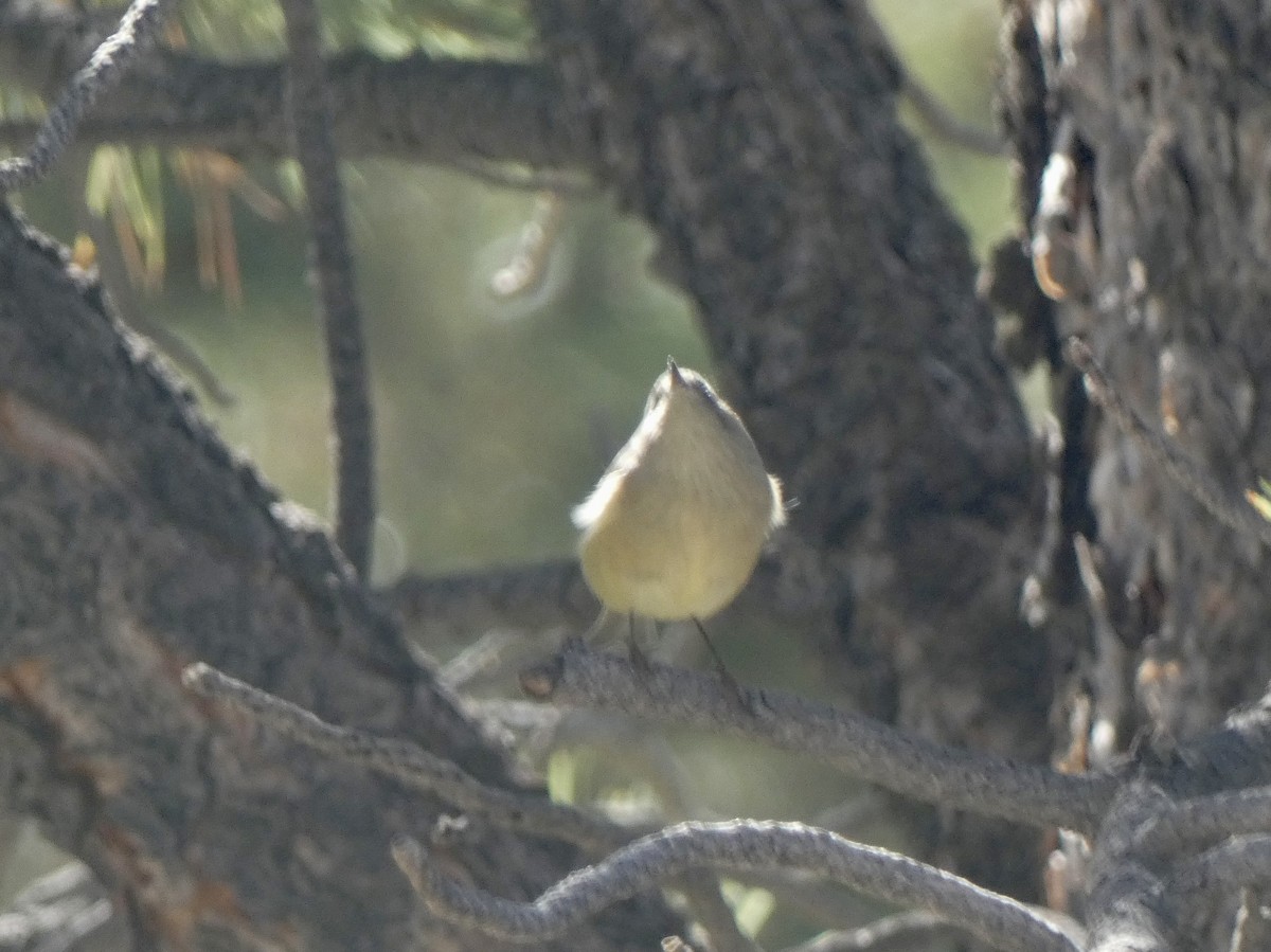 Ruby-crowned Kinglet - ML641982497