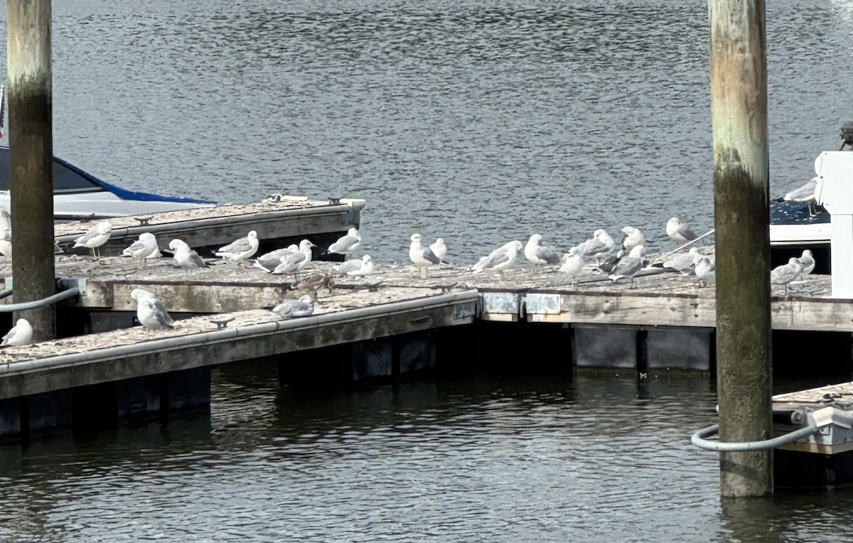 Ring-billed Gull - ML641982498