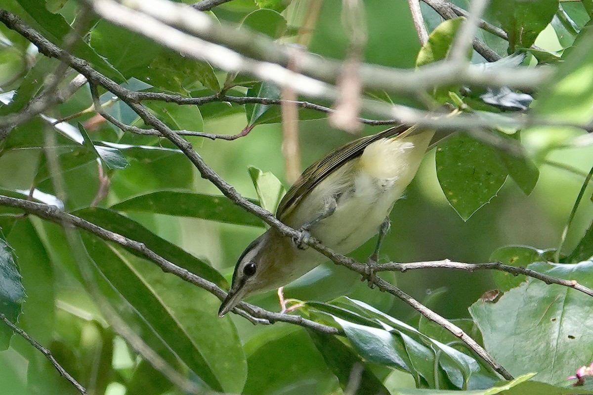 Red-eyed Vireo - ML641982499