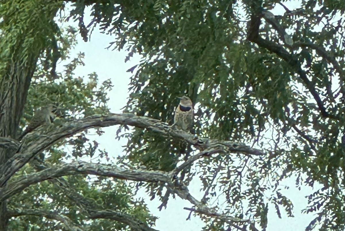 Northern Flicker - ML641982505