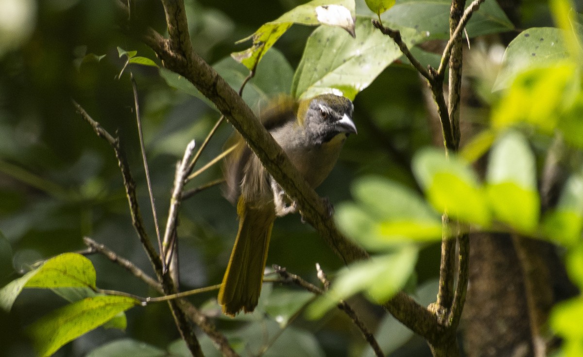 Buff-throated Saltator - ML641982516
