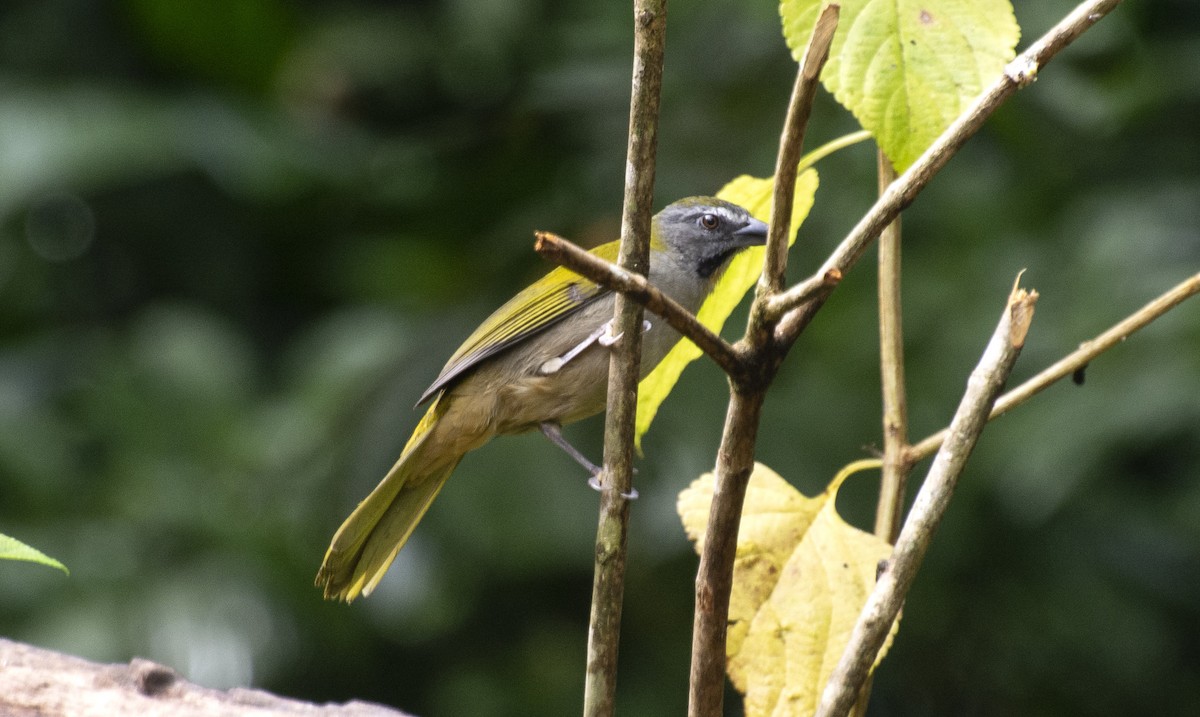 Buff-throated Saltator - ML641982517