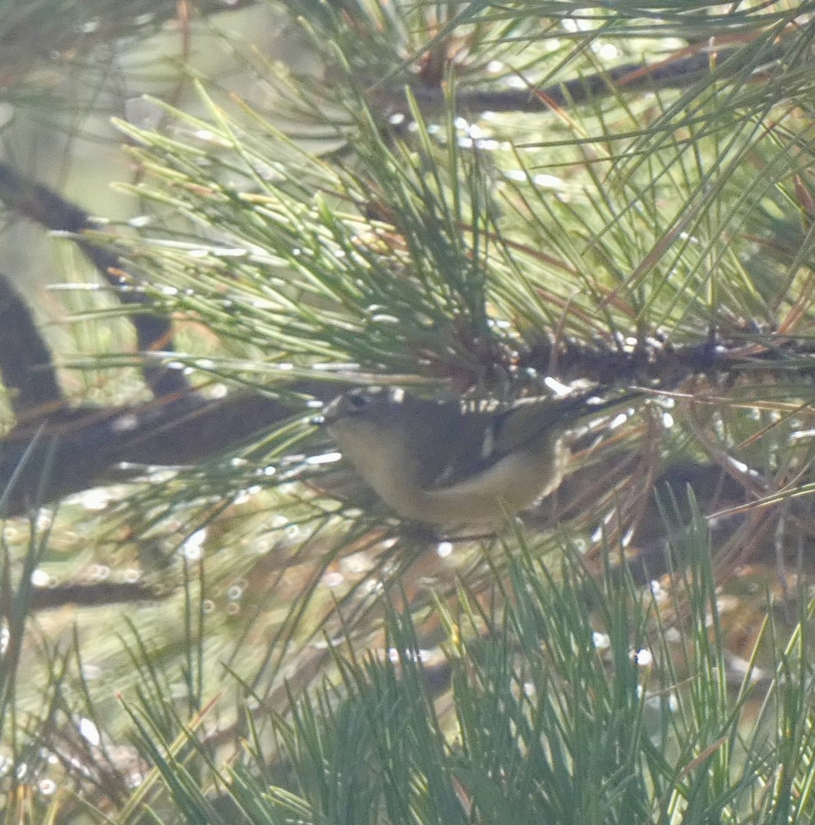 Ruby-crowned Kinglet - ML641982520
