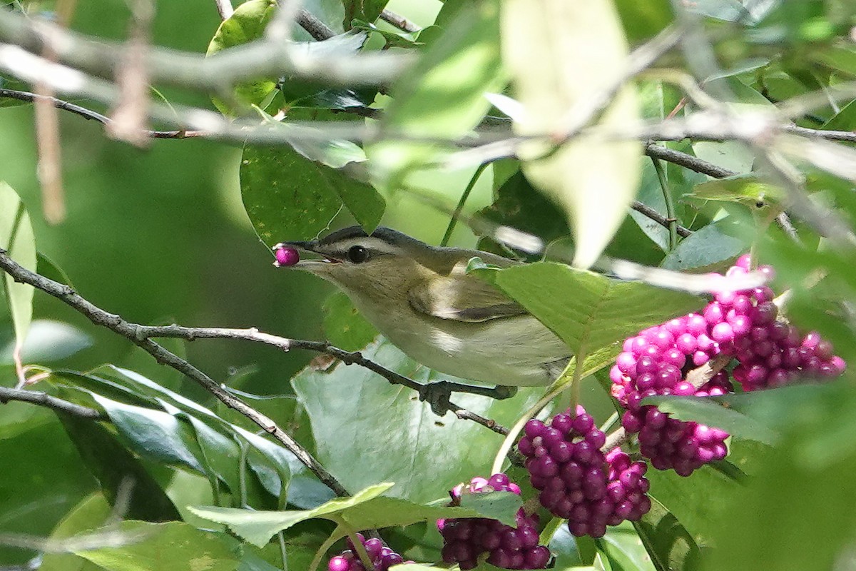 Red-eyed Vireo - ML641982523