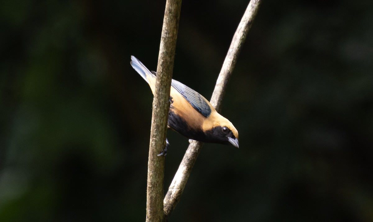 Burnished-buff Tanager - ML641982531