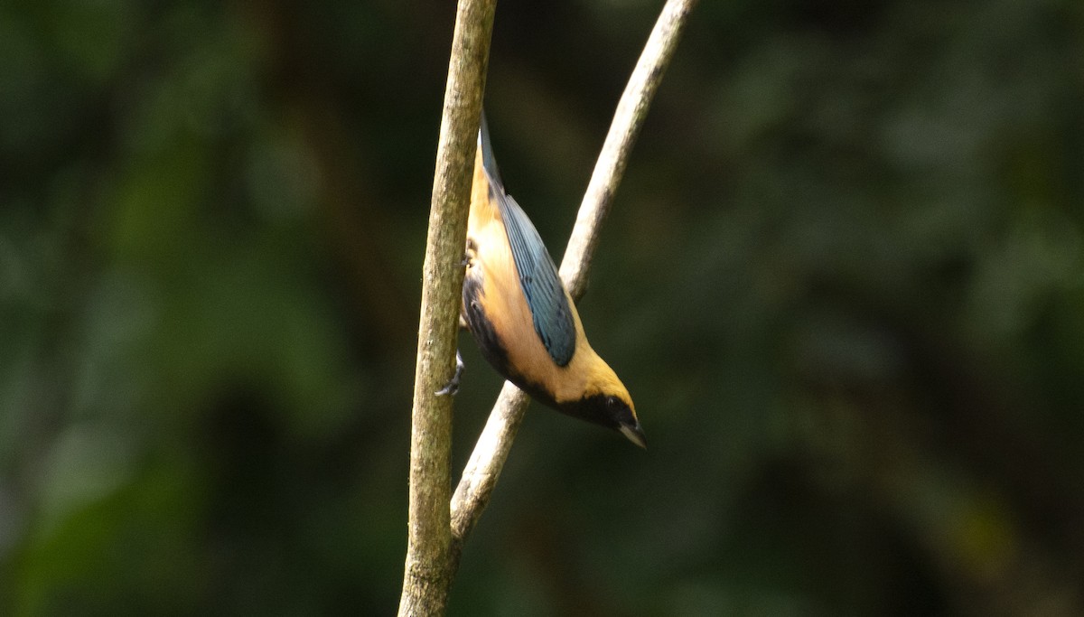 Burnished-buff Tanager - ML641982532