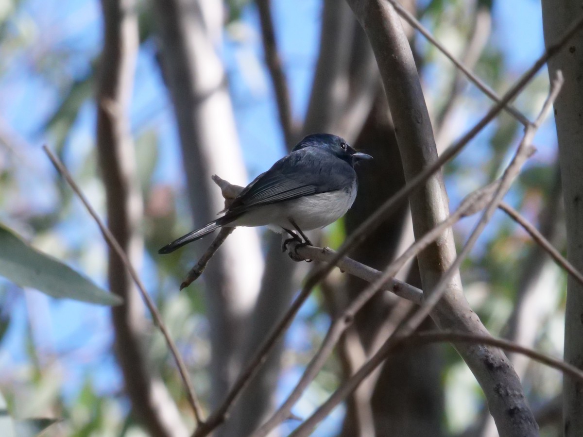Leaden Flycatcher - ML641982533