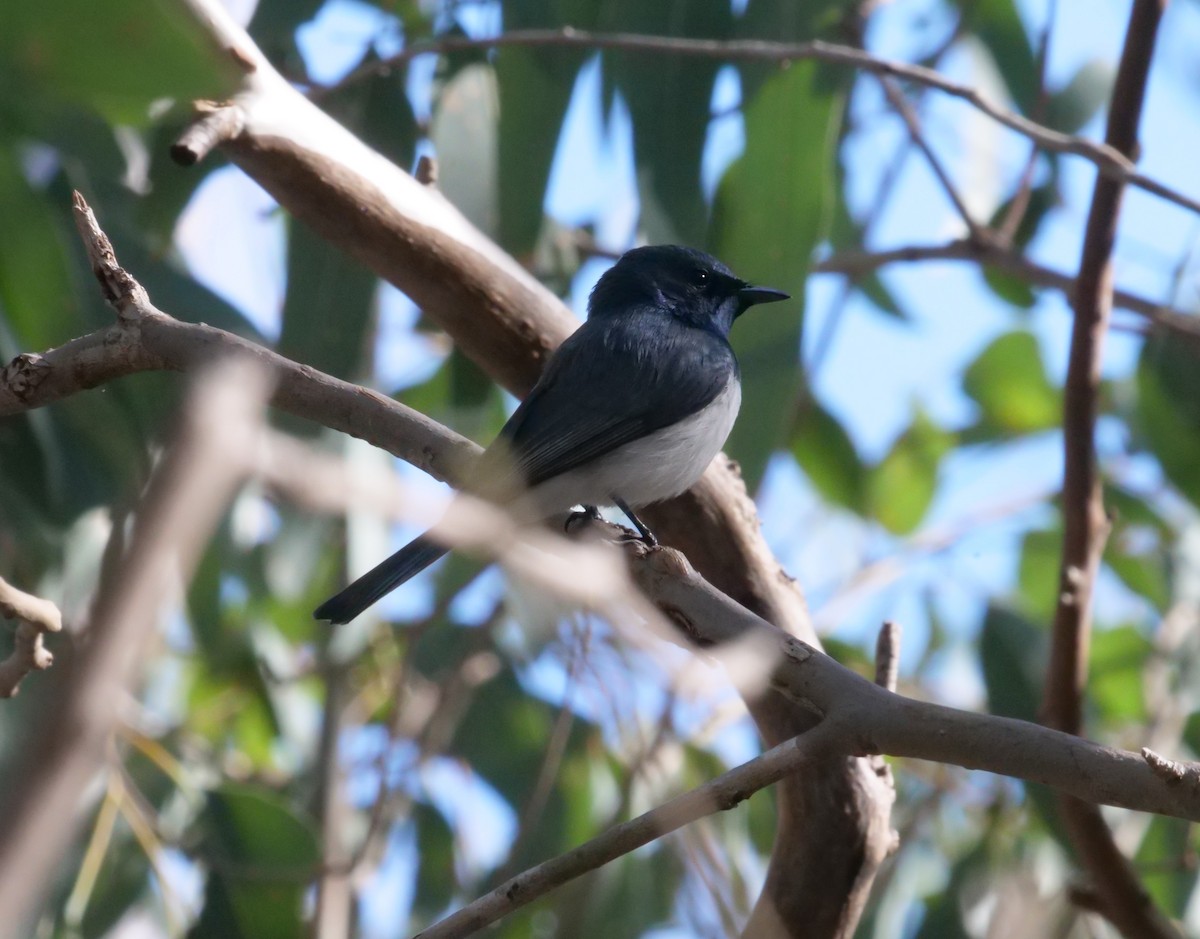 Leaden Flycatcher - ML641982534