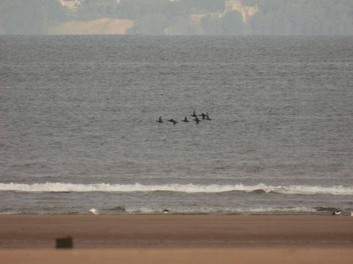 Common Scoter - ML641982537