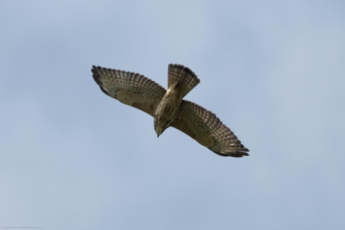 Broad-winged Hawk - ML641982538