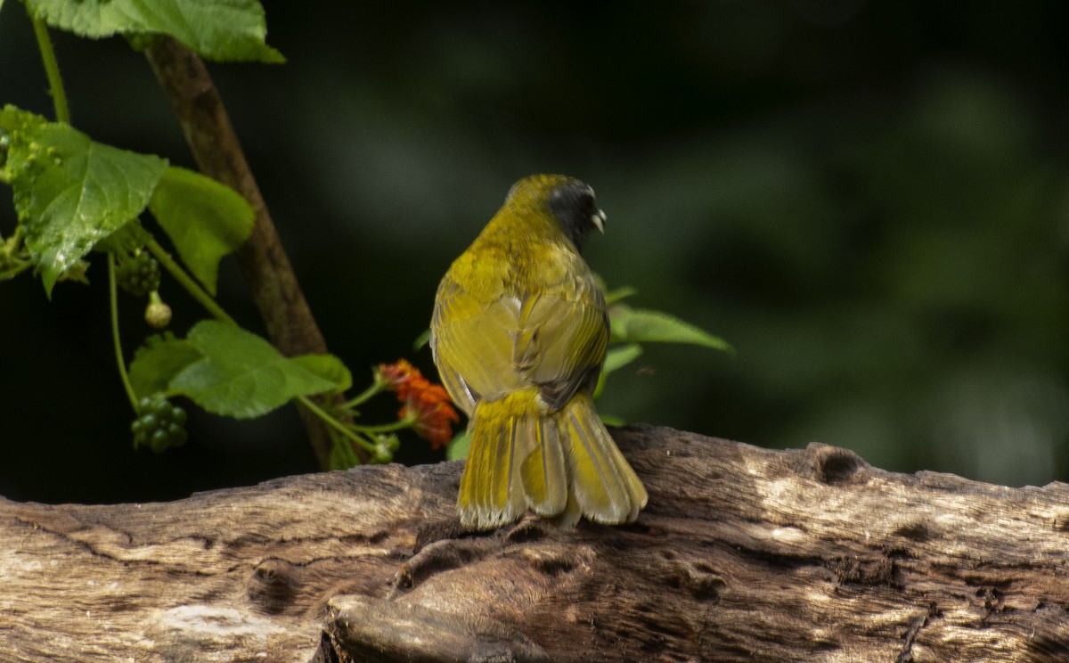 Buff-throated Saltator - ML641982541