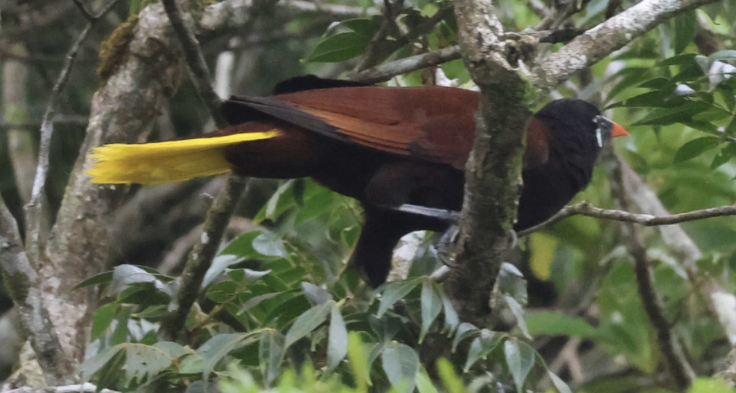Montezuma Oropendola - ML641982543