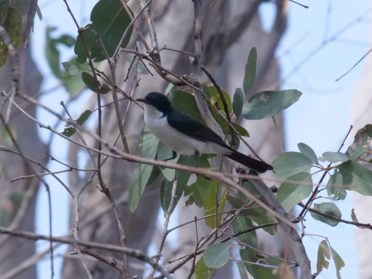 Restless Flycatcher - ML641982554
