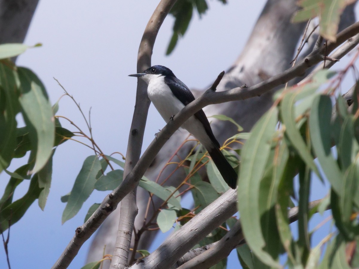 Restless Flycatcher - ML641982555