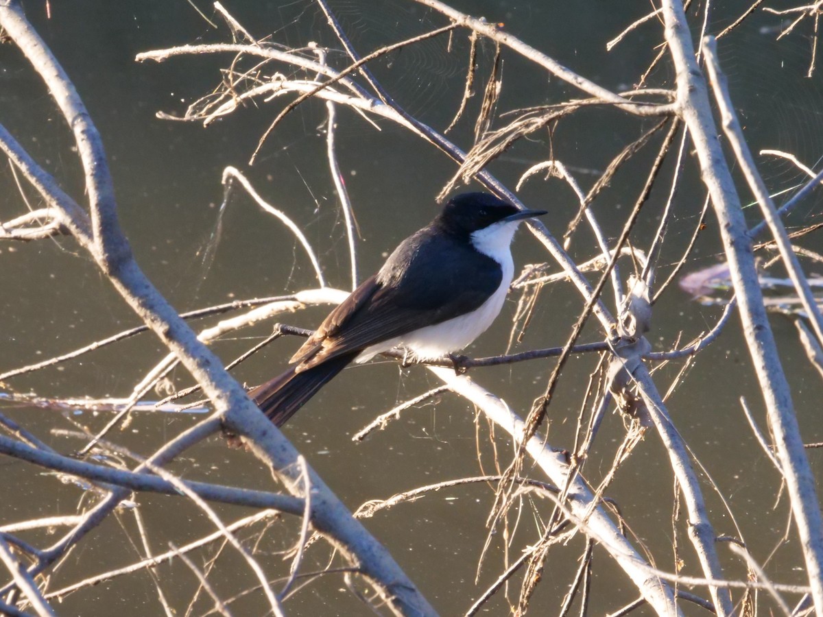 Restless Flycatcher - ML641982556