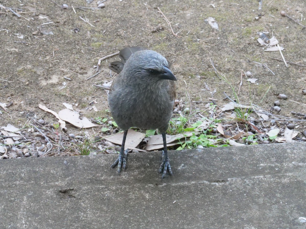 Apostlebird - ML641982561
