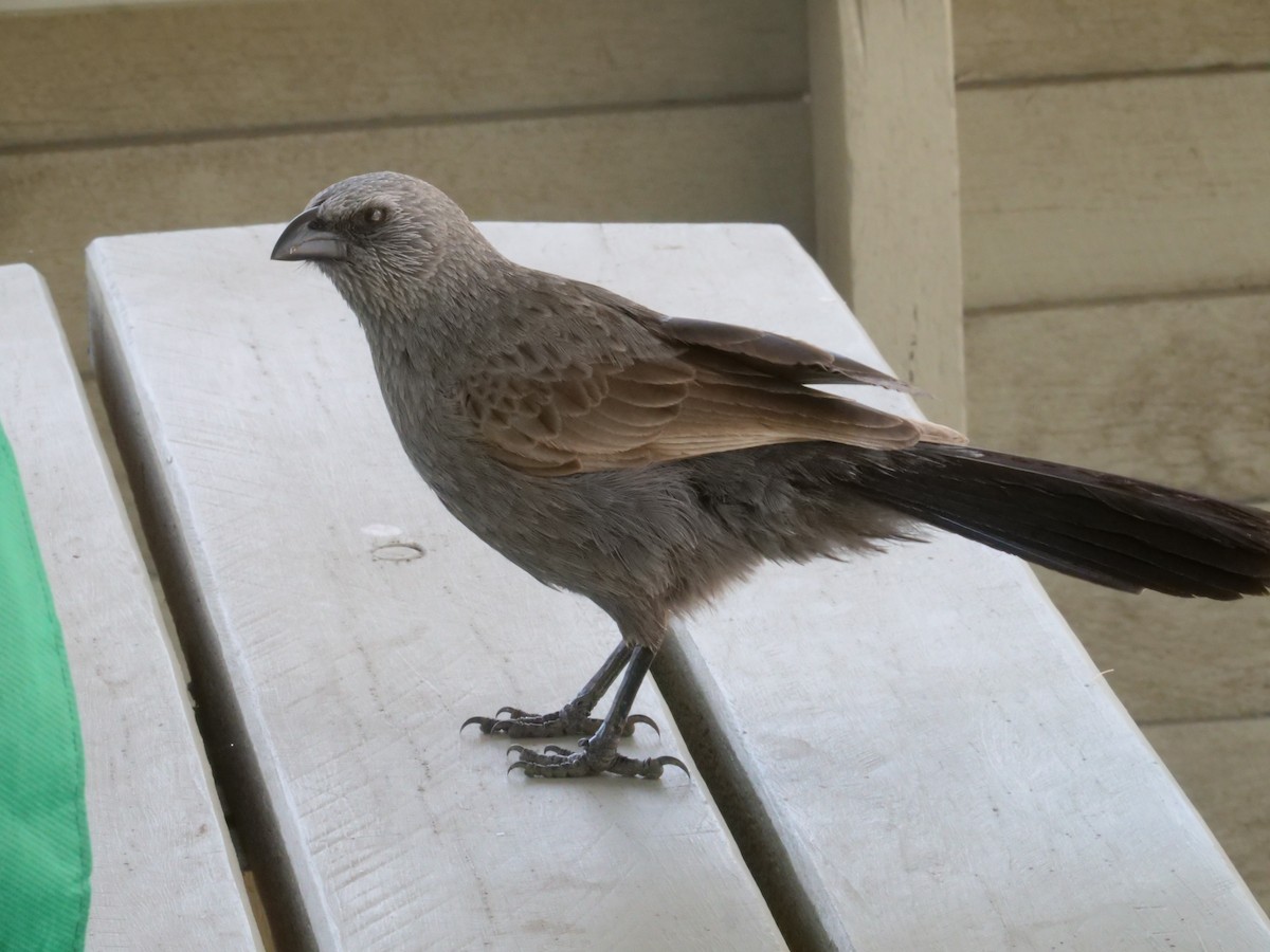 Apostlebird - ML641982563
