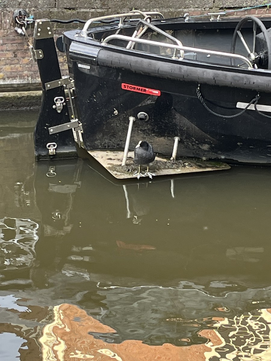 Eurasian Coot - ML641982567