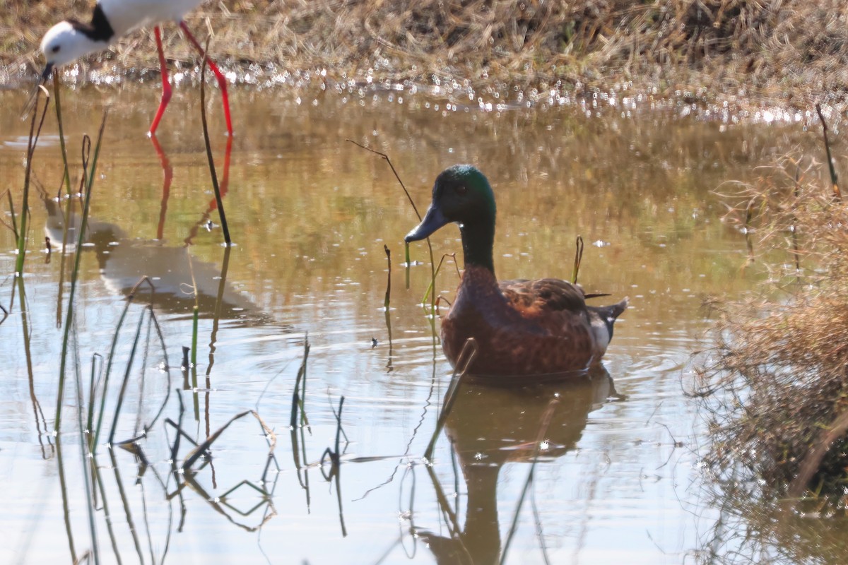 Chestnut Teal - ML641982568